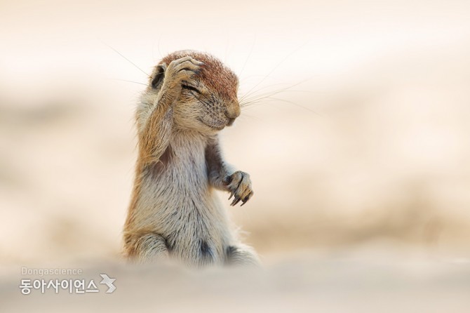 (c)Yuzuru Masuda/Comedy Wildlife Photography Awards 제공